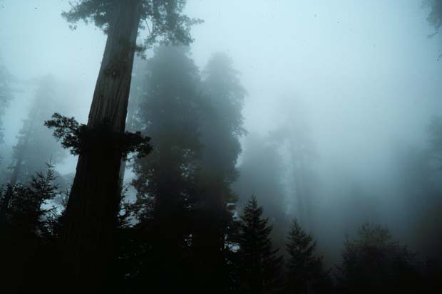 Carmanah-Misty Trees