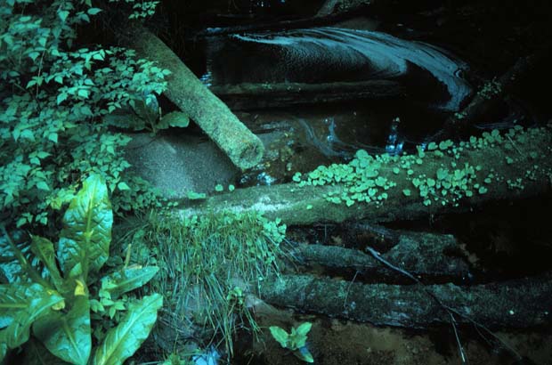 Carmanah-Mossy Logs